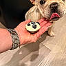 Luna joined the competition — help win amazing prizes! black_background, blep, blueberries, closeup, cream_colored, cupcake, curious, cute, dessert, dog, french_bulldog, funny, human_hand, hungry, indoors, pet, portrait, tongue, wooden_floor, wristwatch
