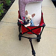 Luna is registered to the contest to win money with this photo:  denim, animal, car, cart, cute, dog, driveway, ears, french_bulldog, garden, harness, outdoor, pet, plants, portrait, puppy, red, sidewalk, sitting, wagon