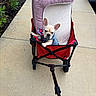  denim, animal, car, cart, cute, dog, driveway, ears, french_bulldog, garden, harness, outdoor, pet, plants, portrait, puppy, red, sidewalk, sitting, wagon
