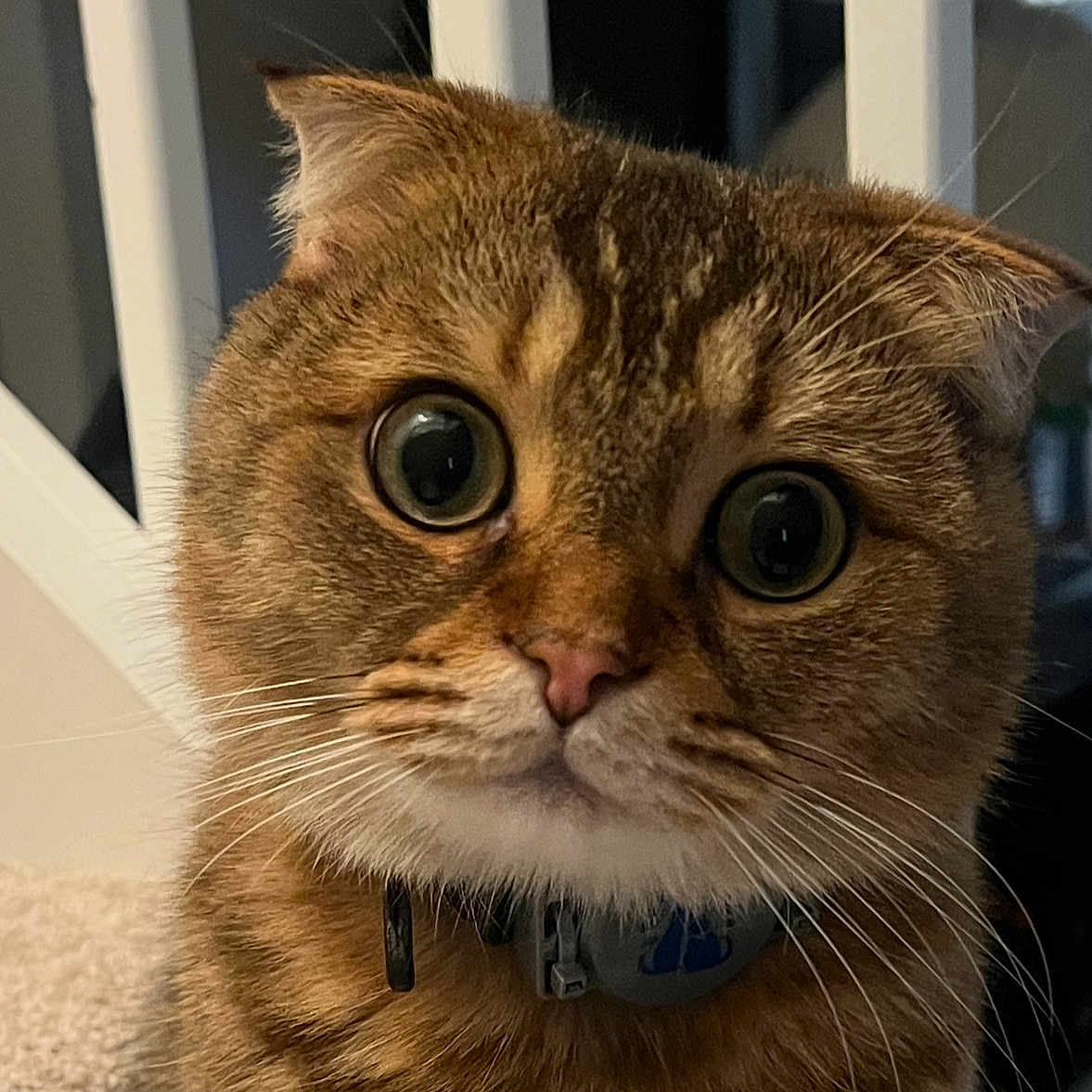 Potato joined the competition — help win amazing prizes! abyssinian, accessories, animal, cat, collar, kitten, manx, pet, snout