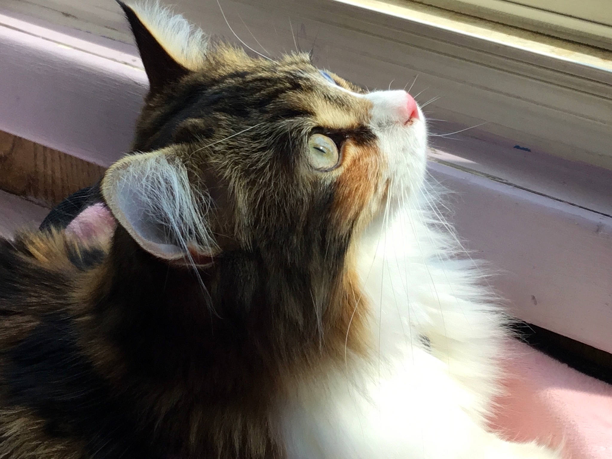 Hazel is registered to the contest to win money with this photo: aegean_cat, carnivore, cat, domestic_long_haired_cat, ear, felidae, fur, maine_coon, mammal, norwegian_forest_cat, polydactyl_cat, ragamuffin, siberian, small_to_medium_sized_cats, snout, tail, whiskers