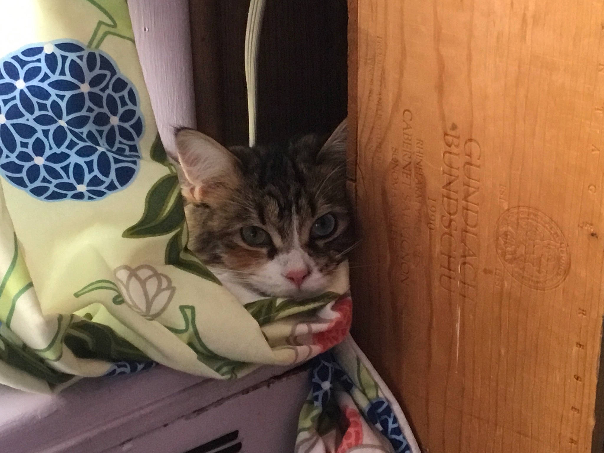 Hazel joined the competition — help win amazing prizes! aegean_cat, american_shorthair, asian, bengal, california_spangled, carnivore, cat, domestic_short_haired_cat, dragon_li, egyptian_mau, european_shorthair, felidae, kitten, ocicat, pixie_bob, polydactyl_cat, small_to_medium_sized_cats, tabby_cat, whiskers