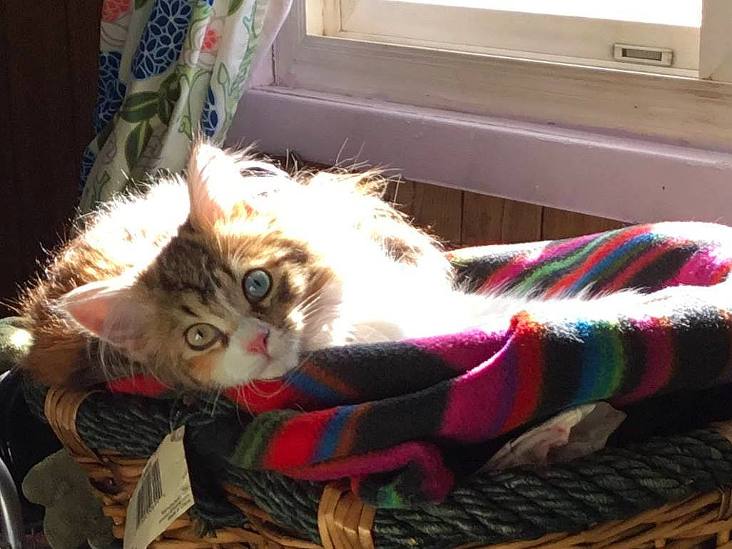 Hazel is registered to the contest to win money with this photo: american_curl, asian, carnivore, cat, domestic_short_haired_cat, european_shorthair, fawn, felidae, fur, kitten, mammal, small_to_medium_sized_cats, tabby_cat, tail, whiskers