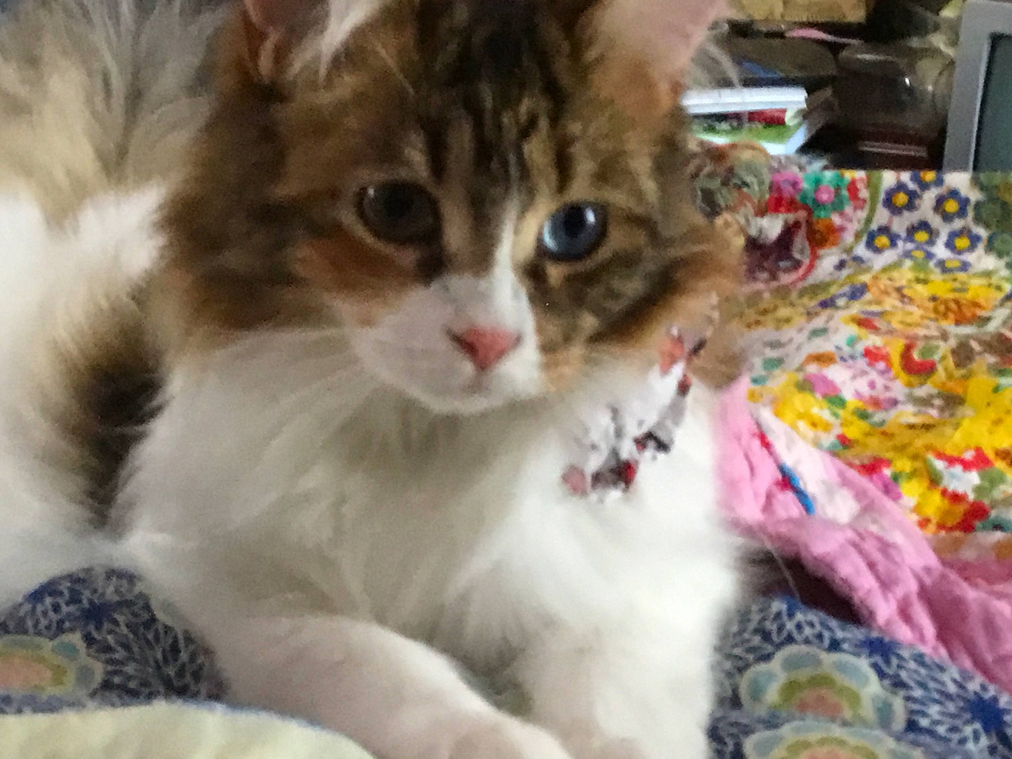 Hazel is registered to the contest to win money with this photo: aegean_cat, american_curl, american_wirehair, asian, british_semi_longhair, carnivore, cat, domestic_short_haired_cat, european_shorthair, felidae, kitten, mammal, norwegian_forest_cat, polydactyl_cat, ragamuffin, siberian, small_to_medium_sized_cats, snout, vertebrate, whiskers