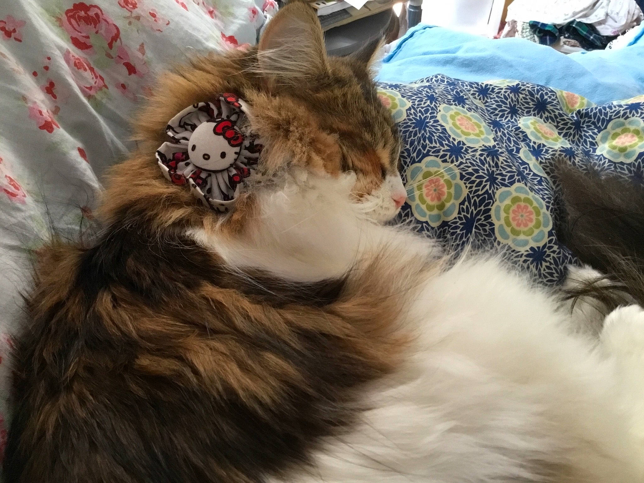 Hazel is registered to the contest to win money with this photo: canidae, carnivore, cat, dog_breed, domestic_long_haired_cat, ear, fawn, felidae, fur, kitten, maine_coon, norwegian_forest_cat, small_to_medium_sized_cats, tail, whiskers