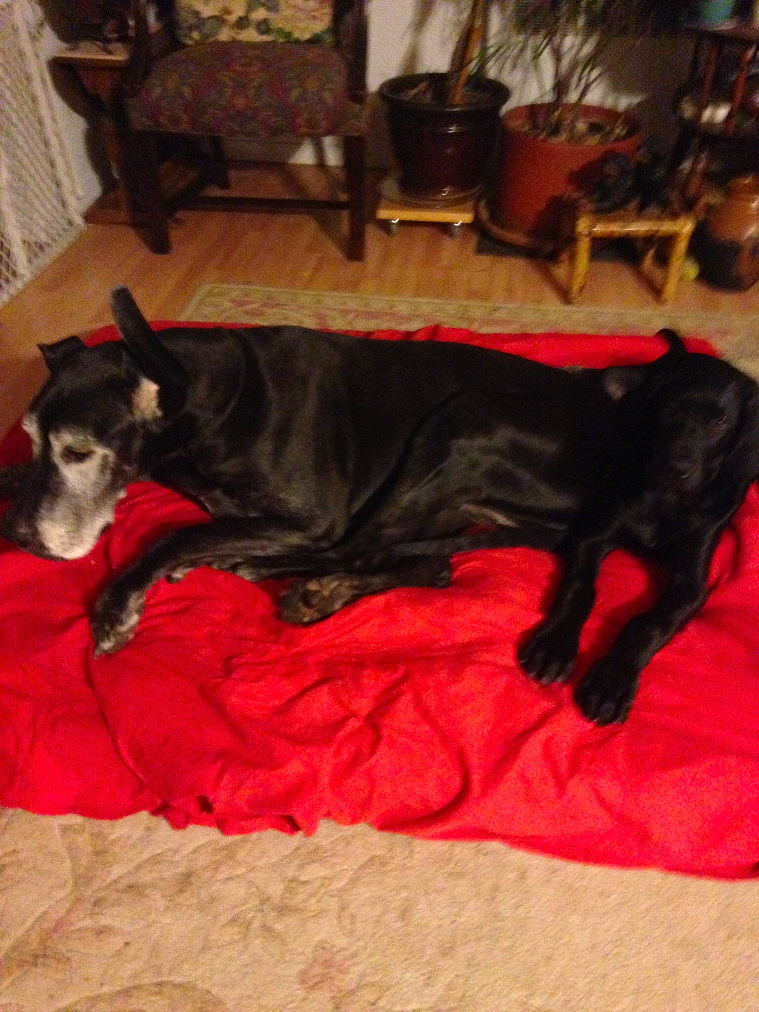 Agnes joined the competition — help win amazing prizes! canidae, carnivore, companion_dog, dog, dog_breed, guard_dog, mammal, sporting_group