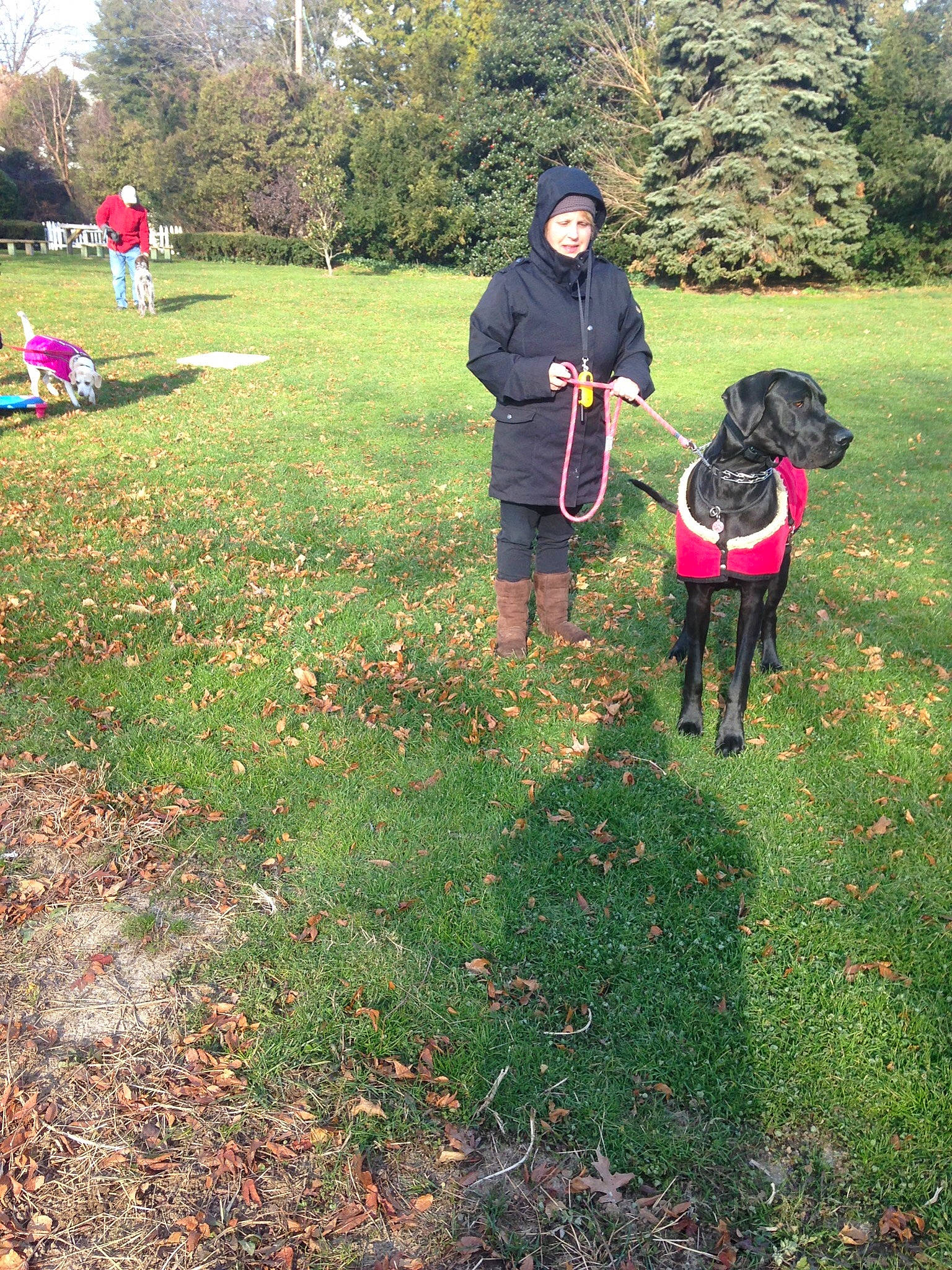 Agnes is registered to the contest to win money with this photo: canidae, carnivore, dog, dog_breed, dog_walking, field_trial, grass, lawn, leaf, obedience_training, plant, shrub, soil, sporting_group, tree