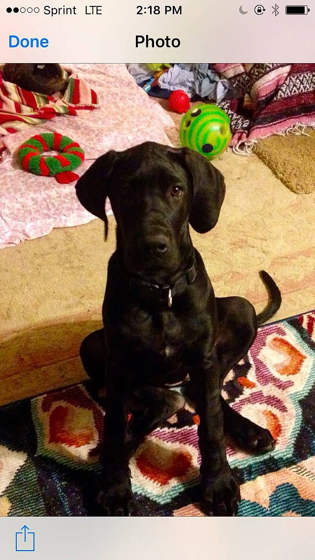 Agnes joined the competition — help win amazing prizes! cane_corso, canidae, carnivore, dog, dog_breed, great_dane, guard_dog, labrador_retriever, mammal, molosser, non_sporting_group, pointer, puppy, sporting_group, vertebrate, working_dog