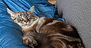 Chrystal a rejoint le concours — aidez-le/la à gagner de superbes lots ! blue_quilt, book, brown_blanket, cat, chair, cozy, flower_vase, furniture, gray_couch, home_decor, indoor, living_room, pet, plant, quiet, relaxation, shelf, sleeping, tabby_cat, wood