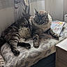 blanket, cat, cozy, curled_up, curtain, domestic_animal, feline, furniture, home, indoor, light, papers, pet, relaxed, resting, shadow, slipper, soft, tabby_cat, window