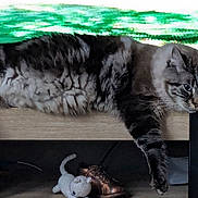 Chrystal a rejoint le concours — aidez-le/la à gagner de superbes lots ! animal, black, brown, cat, crocheted_mouse, domestic_animal, feline, green, indoor, lying_down, paws, pet, relaxed, resting, screen, shoe, striped, tabby_cat, toy, wooden_surface