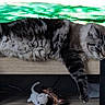animal, black, brown, cat, crocheted_mouse, domestic_animal, feline, green, indoor, lying_down, paws, pet, relaxed, resting, screen, shoe, striped, tabby_cat, toy, wooden_surface