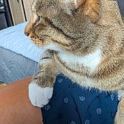 Eden a rejoint le concours — aidez-le/la à gagner de superbes lots ! animal, cat, closeup, comfort, couch, cozy, cute, domestic_animal, fur, furniture, home, indoor, lap, living_room, person, pet, relaxing, tabby, whiskers, white_paws