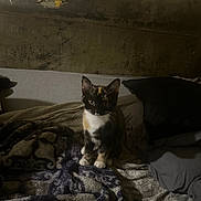 Nilah joined the competition — help win amazing prizes! animal, bed, blanket, calico, cat, cozy, cute, ears, eyes, fabric, feline, fur, indoor, kitten, pattern, pet, pillow, resting, whiskers, young