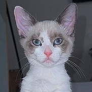 Keizo joined the competition — help win amazing prizes! cat, blue_eyes, close_up, pet, animal, feline, whiskers, ears, indoor, portrait, fur, pink_nose, looking_at_camera, young_cat, domestic_animal, cute, muzzle, face, sitting, focused