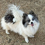 Fendi is registered to the contest to win money with this photo: animal, blue_eyes, canine, companion, cute, dog, fluffy, friendly, fur, grass, happy, looking_up, nature, outdoor, pet, small_dog, smiling, standing, tail, twigs