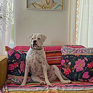 Daisy is registered to the contest to win money with this photo: dog, white_dog, spotted_dog, couch, blanket, pillow, floral_pillow, striped_blanket, painting, wall_art, curtains, window, living_room, indoor, seated, pet, decor, colorful, cozy, portrait