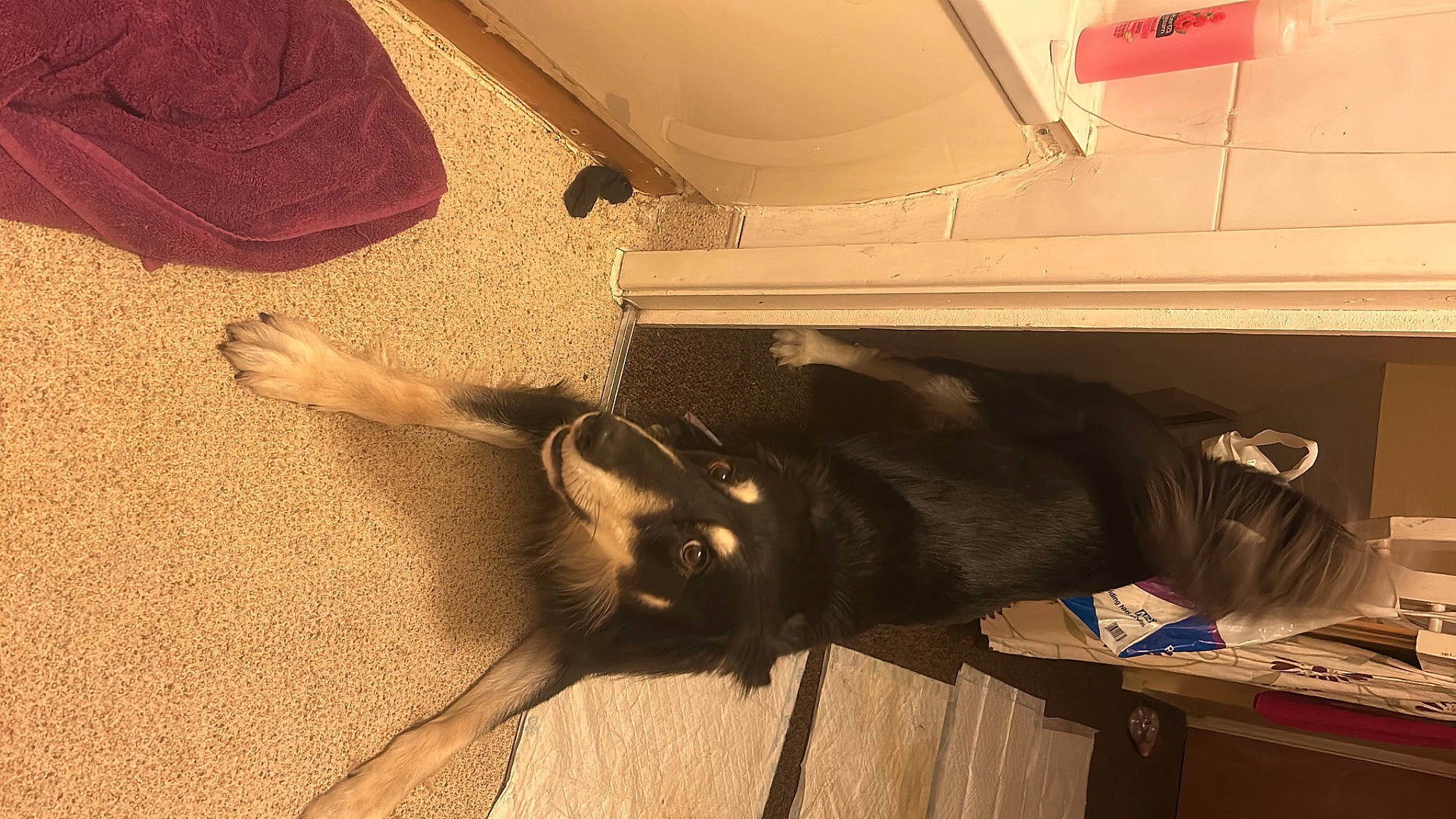 Teddy joined the competition — help win amazing prizes! brown, carnivore, cat, comfort, companion_dog, dog_breed, felidae, floor, flooring, foot, fur, hardwood, laminate_flooring, small_to_medium_sized_cats, snout, sporting_group, tail, tints_and_shades, whiskers, wood