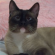 Ruby is registered to the contest to win money with this photo: cat, siamese_cat, close_up, blue_eyes, whiskers, fur, pet, animal, indoor, resting, pink_background, soft_texture, cute, curious, portrait, feline, mammal, domestic_animal, relaxed