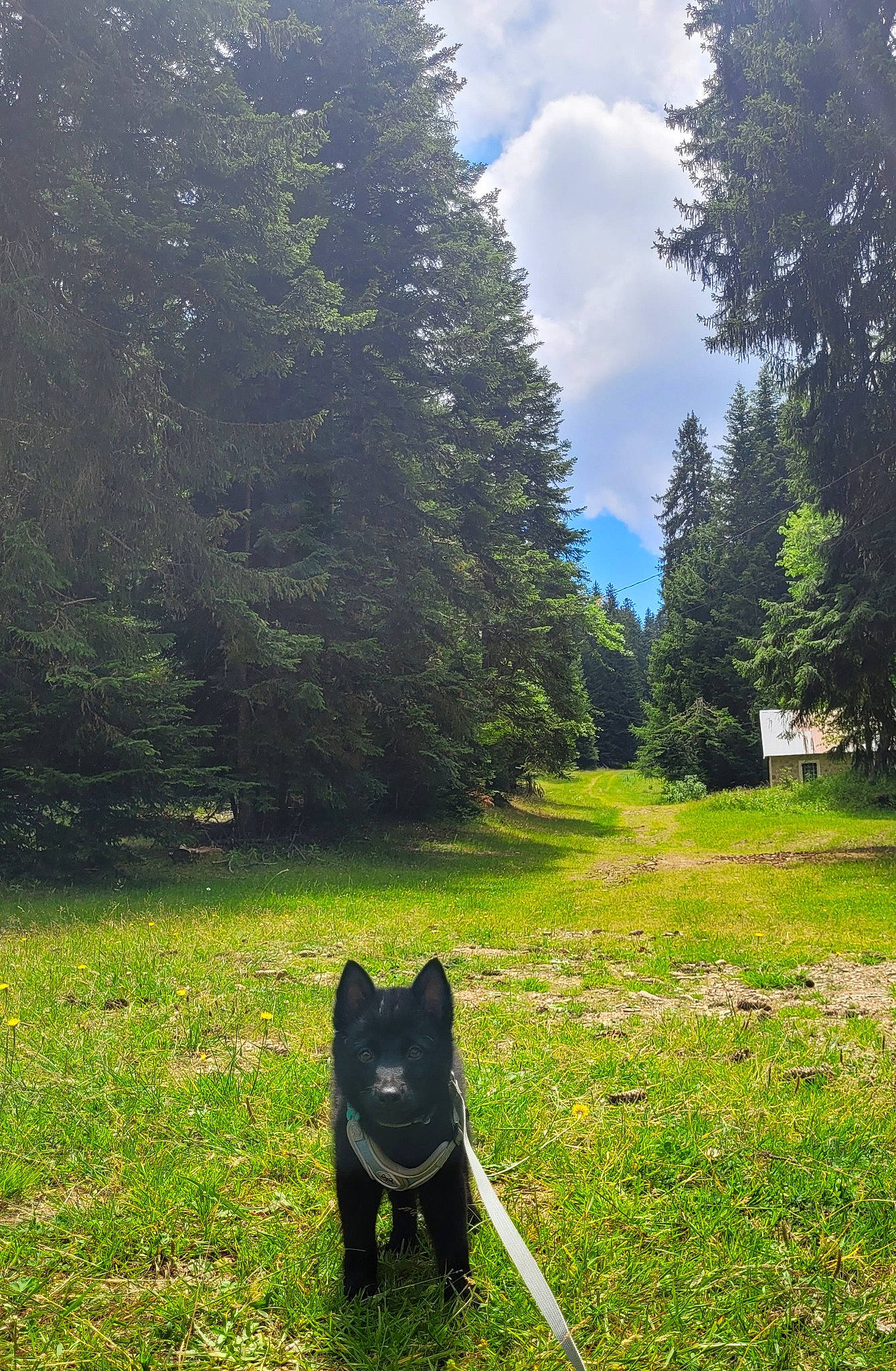 Teïko a rejoint le concours — aidez-le/la à gagner de superbes lots ! carnivore, cloud, dog_breed, forest, grass, grass_family, grassland, green, landscape, lawn, meadow, natural_landscape, people_in_nature, plant, shrub, sky, sporting_group, tints_and_shades, tree, vegetation
