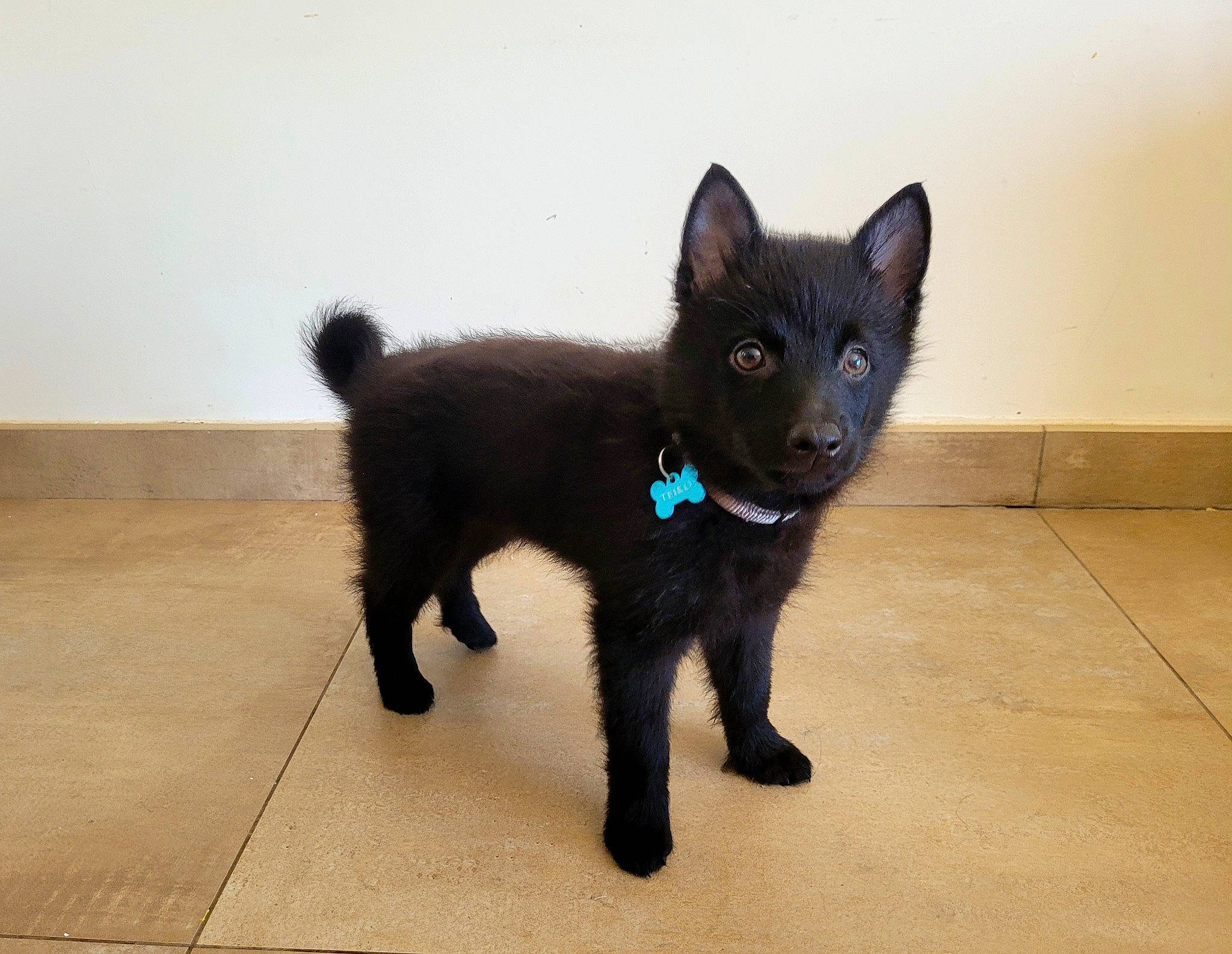 Teïko participe au concours pour gagner de l'argent avec cette photo : black_cat, bombay, canidae, carnivore, cat, claw, dog_breed, domestic_short_haired_cat, electric_blue, felidae, fur, paw, small_to_medium_sized_cats, sporting_group, tail, terrestrial_animal, whiskers