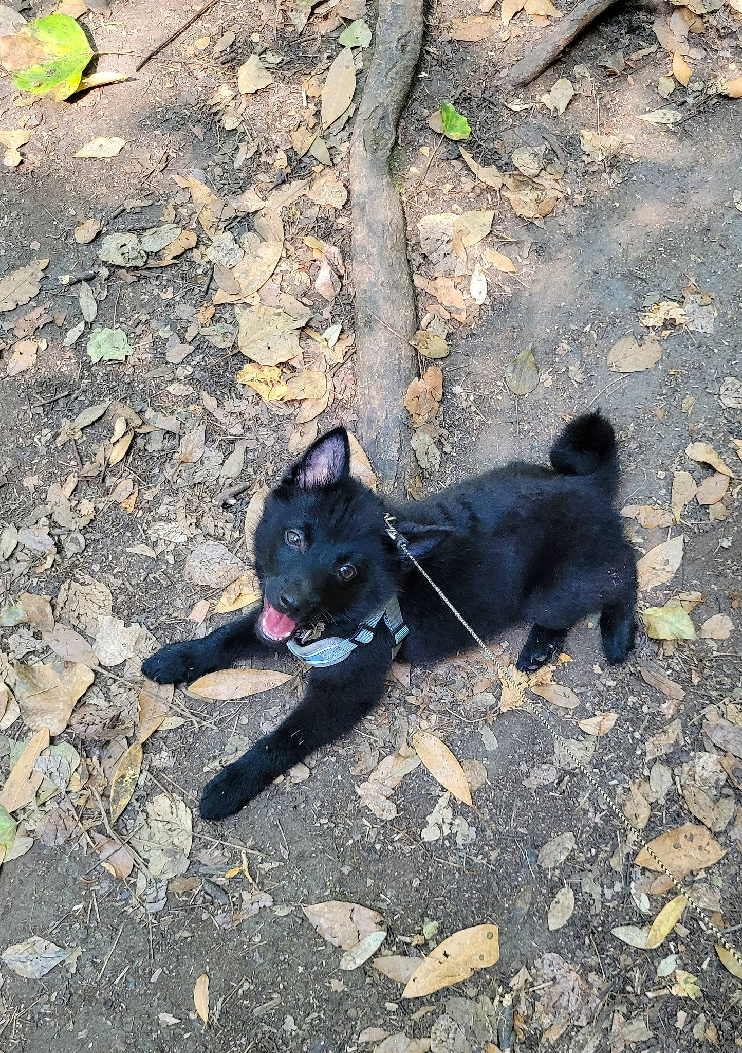 Teïko participe au concours pour gagner de l'argent avec cette photo : asphalt, black_norwegian_elkhound, canidae, carnivore, dog, dog_breed, felidae, fur, grass, non_sporting_group, road_surface, shadow, small_to_medium_sized_cats, snout, soil, sporting_group, tail, terrestrial_animal, working_animal, working_dog