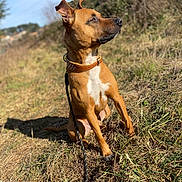 Haka participe au concours pour gagner de l'argent avec cette photo : dog, brown_dog, collar, leash, grass, outdoor, sunlight, nature, canine, pet, sitting, alert, animal, daylight, field, fur, ears, snout, watching, background_blur
