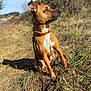 dog, brown_dog, collar, leash, grass, outdoor, sunlight, nature, canine, pet, sitting, alert, animal, daylight, field, fur, ears, snout, watching, background_blur