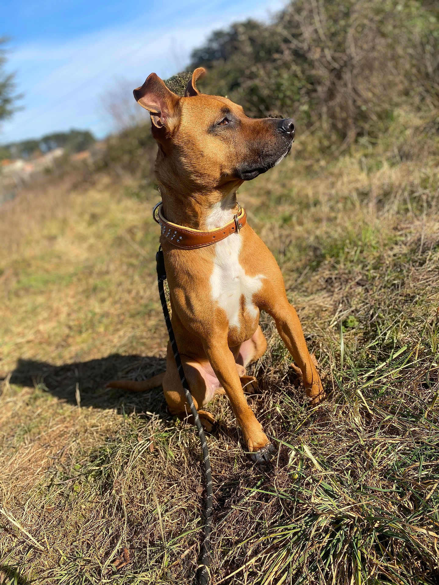 Haka participe au concours pour gagner de l'argent avec cette photo : dog, brown_dog, collar, leash, grass, outdoor, sunlight, nature, canine, pet, sitting, alert, animal, daylight, field, fur, ears, snout, watching, background_blur