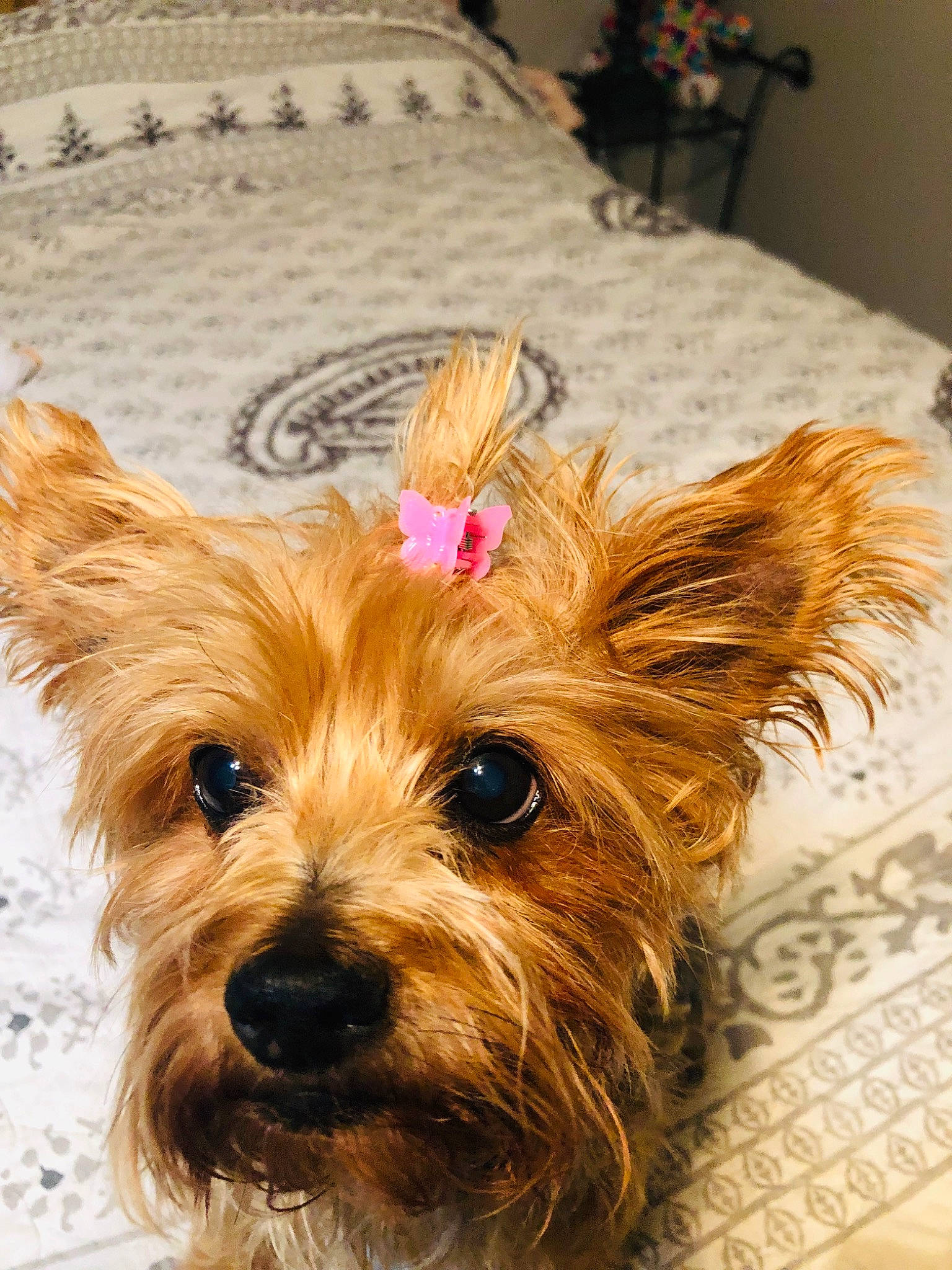 Jake joined the competition — help win amazing prizes! biewer_terrier, blond, canidae, carnivore, companion_dog, dog, dog_breed, dog_supply, fashion_accessory, fawn, fur, liver, puppy, small_terrier, snout, sporting_group, toy_dog, working_animal, yorkipoo, yorkshire_terrier