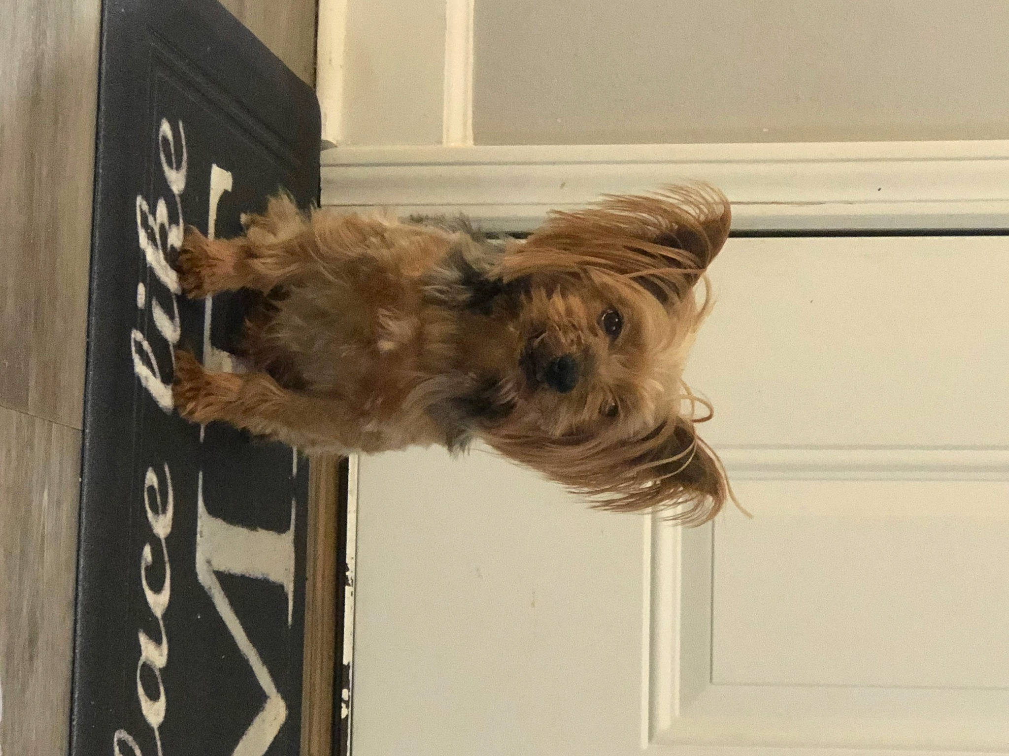 Jake is registered to the contest to win money with this photo: canidae, carnivore, companion_dog, dog, dog_breed, dog_supply, door, feather, fur, hardwood, liver, pet_supply, small_terrier, snout, sporting_group, tail, terrier, toy_dog, window, wood