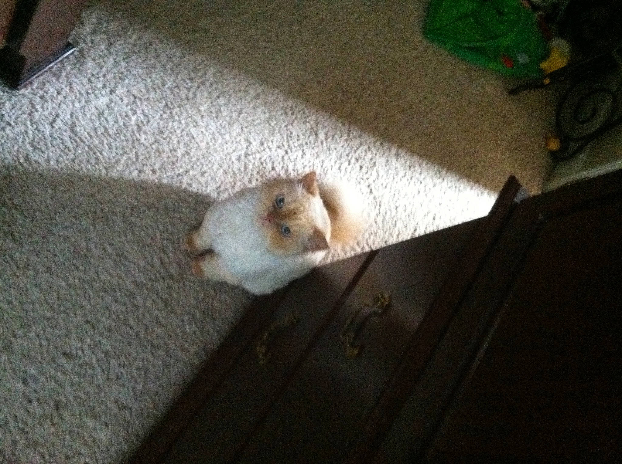 Bigboy is registered to the contest to win money with this photo: canidae, carnivore, cat, comfort, companion_dog, dog_breed, domestic_short_haired_cat, fawn, felidae, floor, flooring, fur, hardwood, paw, room, small_to_medium_sized_cats, sporting_group, tail, whiskers, wood