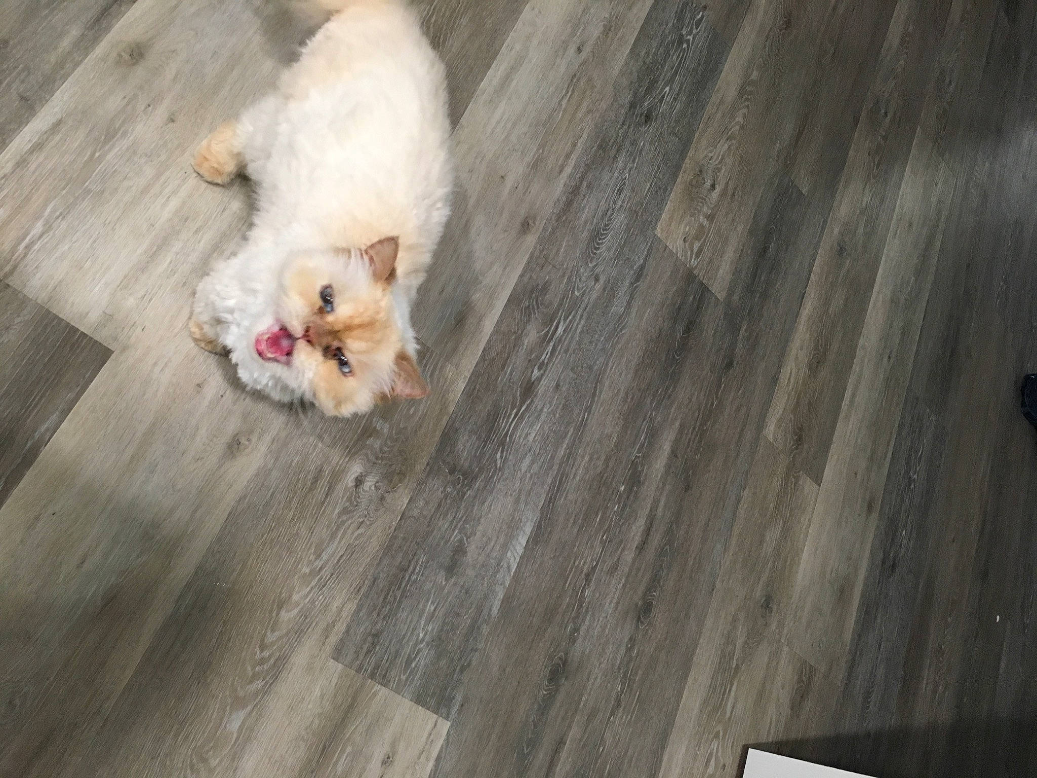 Bigboy joined the competition — help win amazing prizes! carnivore, companion_dog, dog, dog_breed, fawn, felidae, floor, flooring, hardwood, laminate_flooring, plank, plywood, small_to_medium_sized_cats, tail, toy_dog, varnish, whiskers, wood, wood_flooring, wood_stain