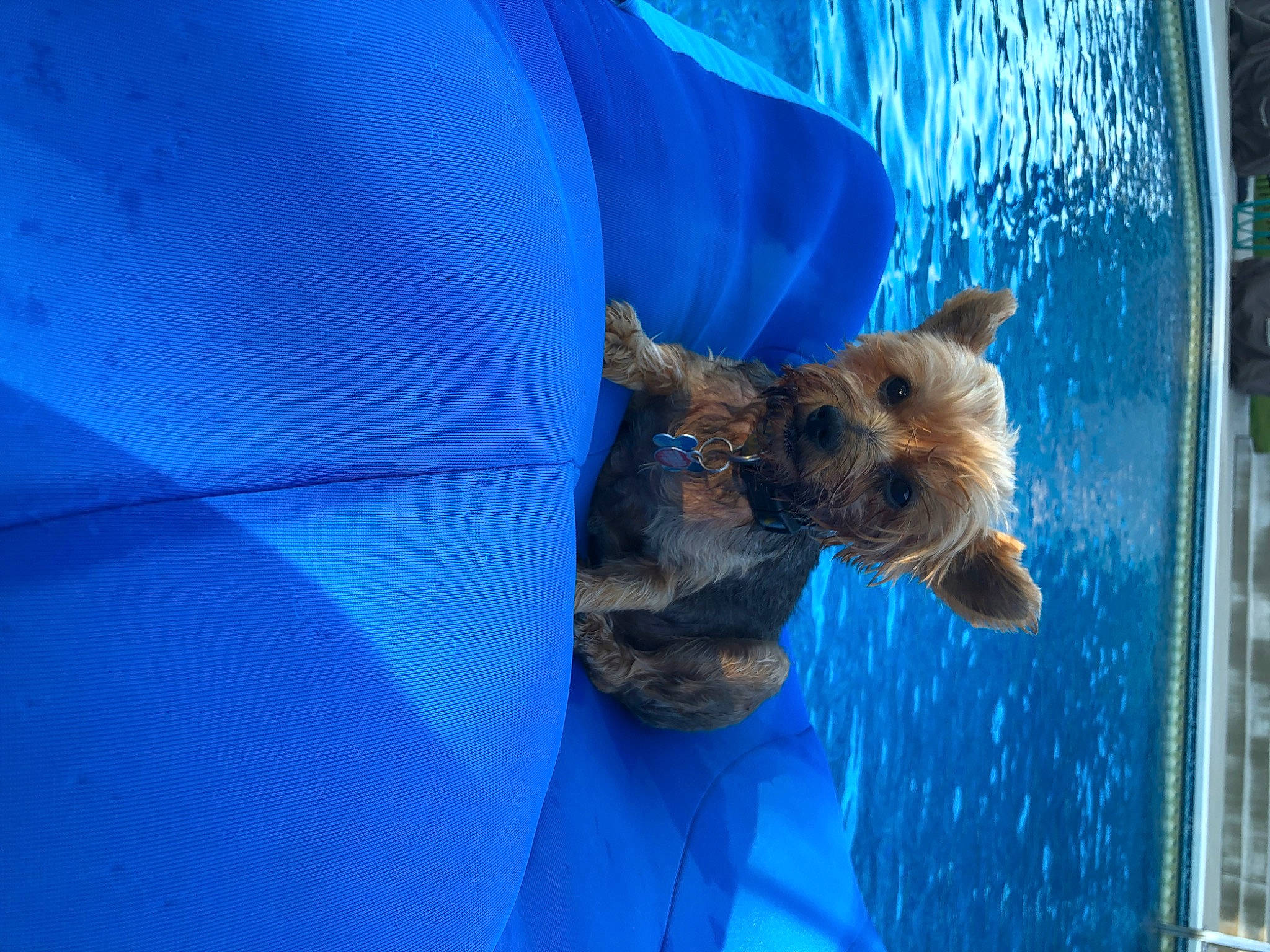 Max is registered to the contest to win money with this photo: canidae, carnivore, dog, dog_breed, electric_blue, fawn, felidae, fur, gesture, snout, sporting_group, tail, terrestrial_animal, water, whiskers