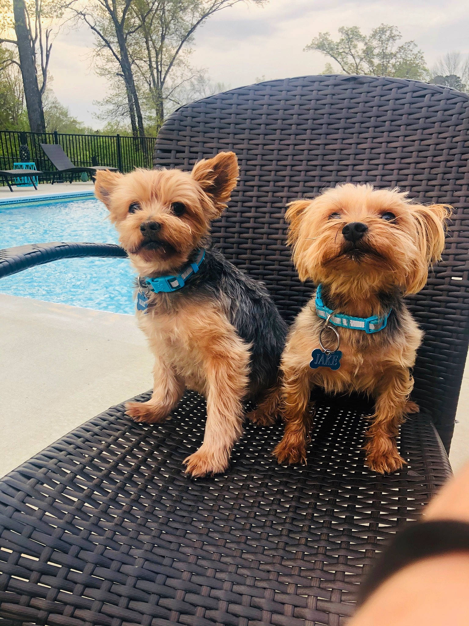 Max is registered to the contest to win money with this photo: carnivore, collar, companion_dog, dog, dog_breed, dog_clothes, dog_collar, dog_supply, fawn, leash, sky, small_terrier, snout, sporting_group, sunglasses, terrier, toy_dog, tree, water, working_animal