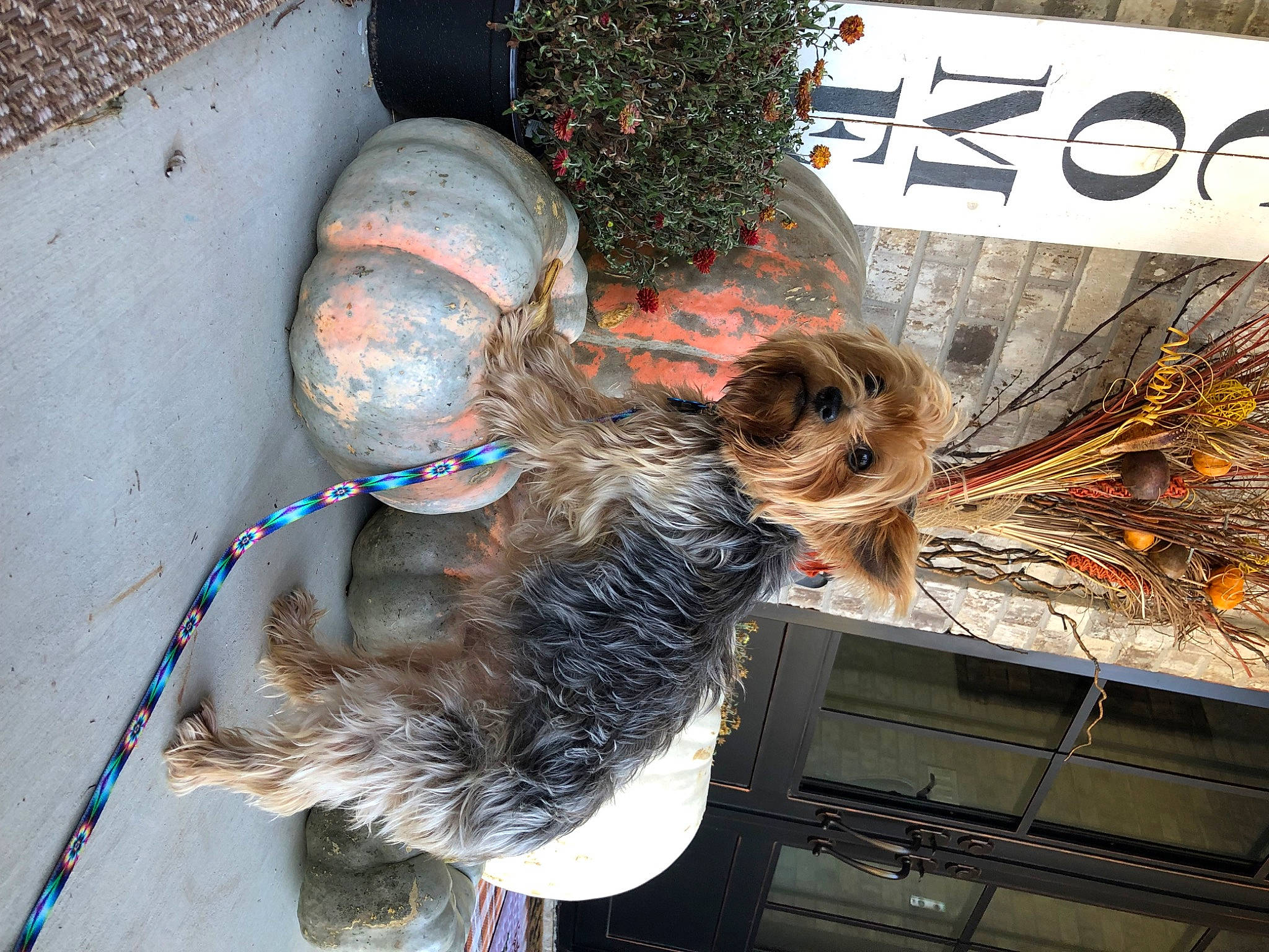 Max is registered to the contest to win money with this photo: auto_part, dog_breed, fur, gas, hat, helmet, logo, personal_protective_equipment, sporting_group, tree