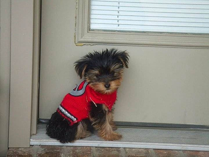 Max is registered to the contest to win money with this photo: biewer_terrier, carnivore, companion_dog, dog, dog_breed, dog_clothes, dog_supply, flooring, fur, liver, pet_supply, small_terrier, tail, terrier, toy_dog, water_dog, window, window_blind, window_treatment, working_animal