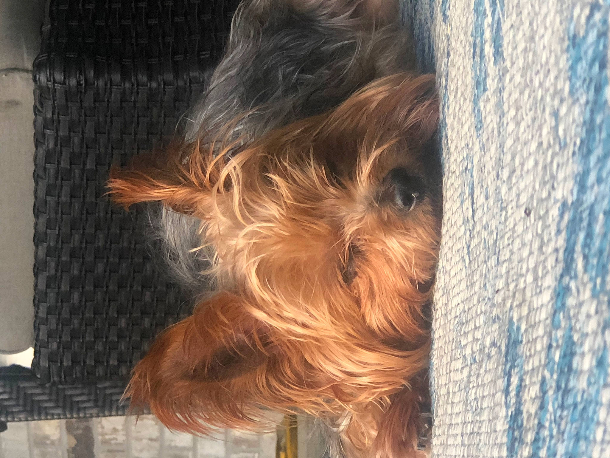 Max joined the competition — help win amazing prizes! back, brown_hair, canidae, carnivore, companion_dog, dog, dog_breed, fawn, fur, hair_coloring, heat, liver, long_hair, reflection, snout, sporting_group, tail, tints_and_shades, whiskers, wood