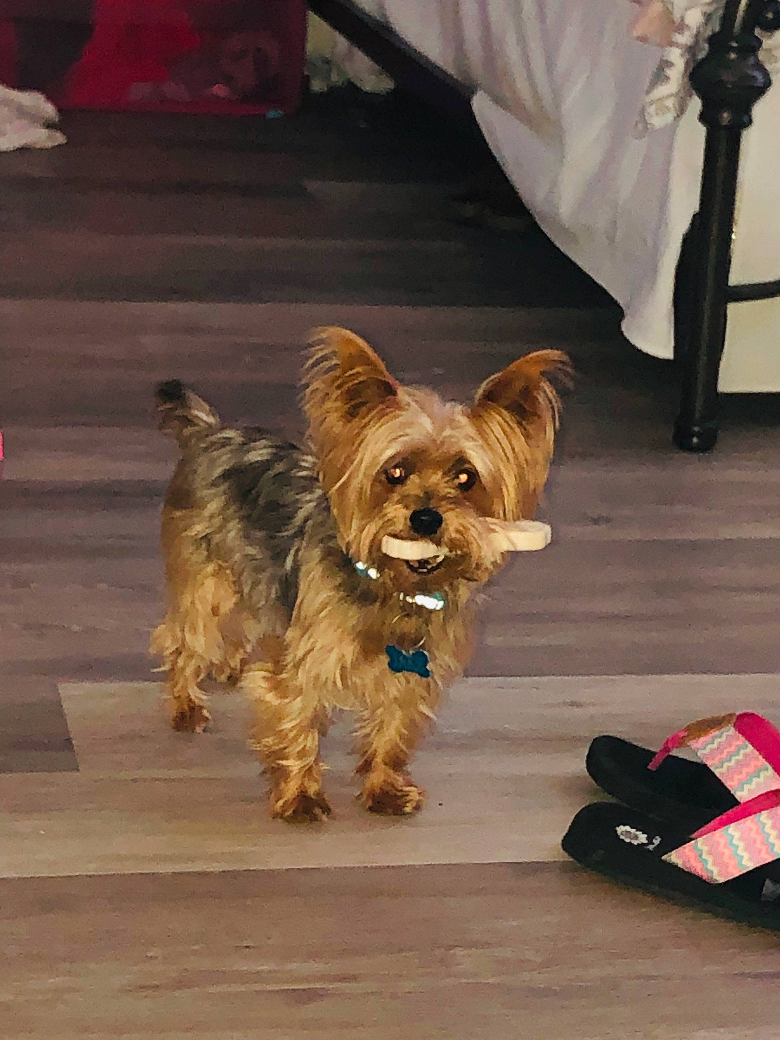 Jake is registered to the contest to win money with this photo: bag, carnivore, companion_dog, dog, dog_breed, dog_supply, fashion_accessory, fawn, flooring, fur, leash, liver, mammal, pet_supply, small_terrier, terrier, toy_dog, vertebrate, working_animal, yorkshire_terrier