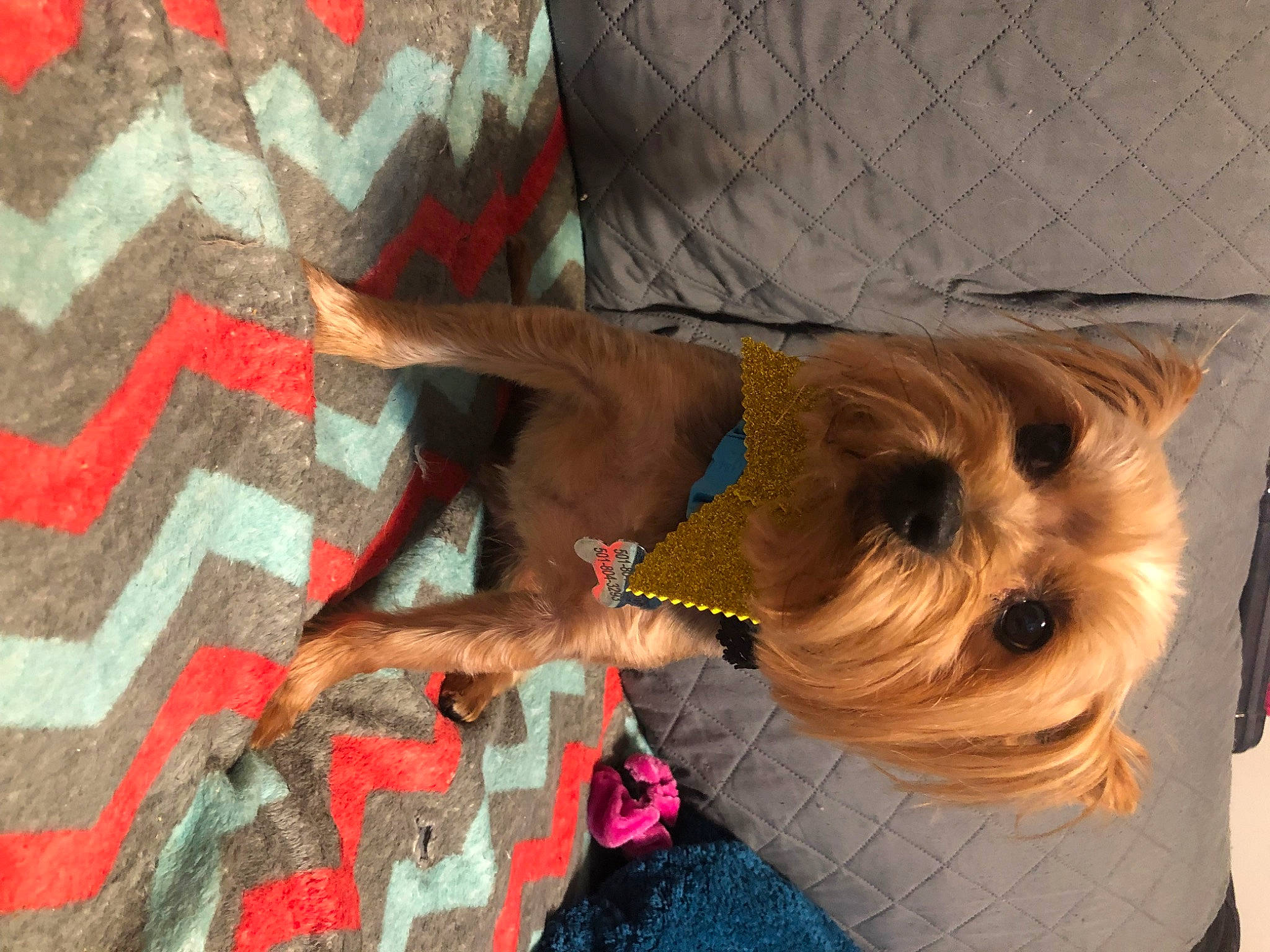 Jake joined the competition — help win amazing prizes! canidae, carnivore, collar, companion_dog, dog, dog_breed, dog_clothes, dog_collar, dog_supply, eyewear, fashion_accessory, fawn, fur, pet_supply, small_terrier, snout, sporting_group, sunglasses, toy_dog, working_animal