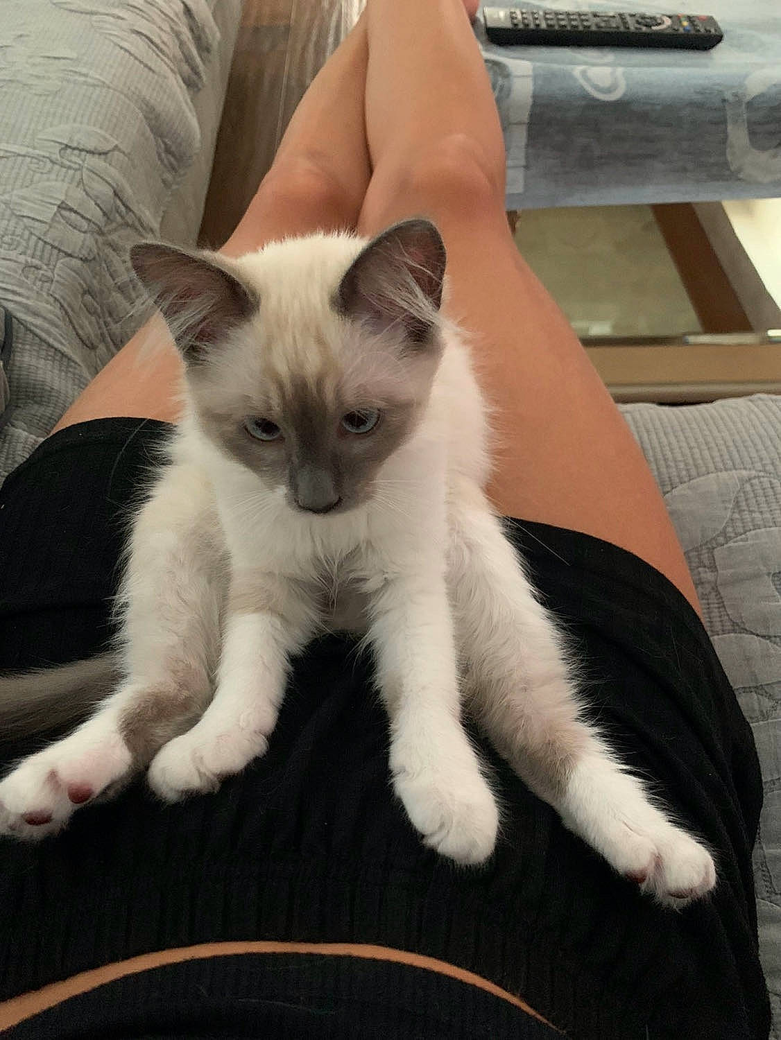 Onyx a rejoint le concours — aidez-le/la à gagner de superbes lots ! carnivore, cat, claw, comfort, companion_dog, domestic_short_haired_cat, fawn, felidae, foot, fur, head, human_leg, lap, nap, paw, small_to_medium_sized_cats, snout, tail, thai, whiskers