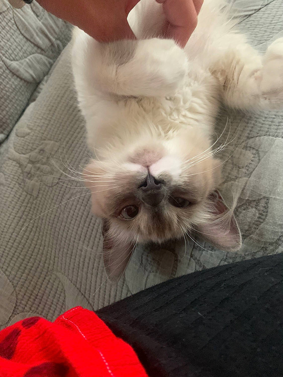 Onyx participe au concours pour gagner de l'argent avec cette photo : carnivore, cat, claw, comfort, domestic_short_haired_cat, ear, fawn, felidae, foot, fur, gesture, linens, nap, paw, sleep, small_to_medium_sized_cats, snout, sports_equipment, tail, whiskers