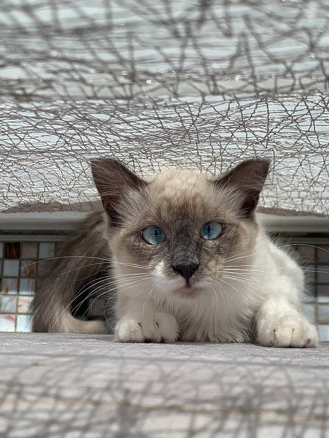 Onyx a rejoint le concours — aidez-le/la à gagner de superbes lots ! birman, carnivore, cat, claw, domestic_short_haired_cat, eye, fawn, felidae, fur, iris, paw, sitting, small_to_medium_sized_cats, snout, terrestrial_animal, whiskers, window