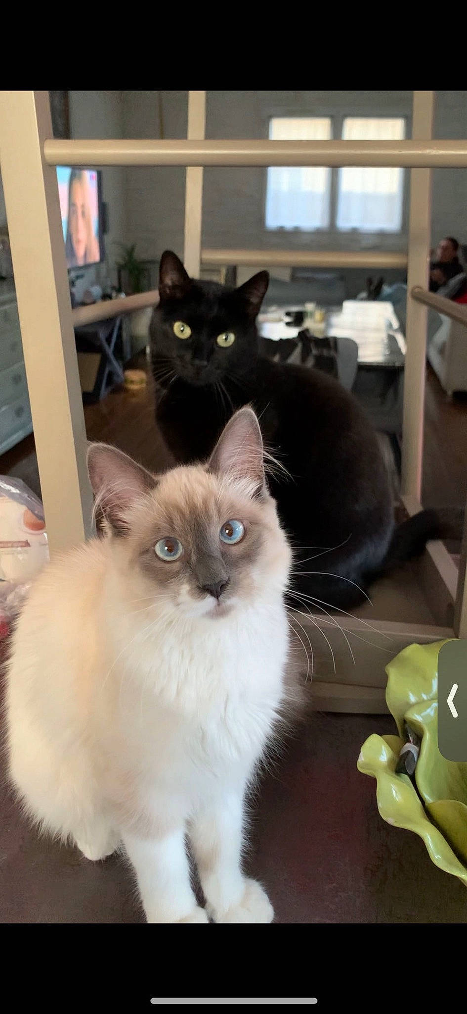 Onyx a rejoint le concours — aidez-le/la à gagner de superbes lots ! balinese, birman, box, carnivore, cat, domestic_short_haired_cat, door, fawn, felidae, fur, hardwood, mouse, ragdoll, siamese, small_to_medium_sized_cats, table, tail, thai, whiskers, window
