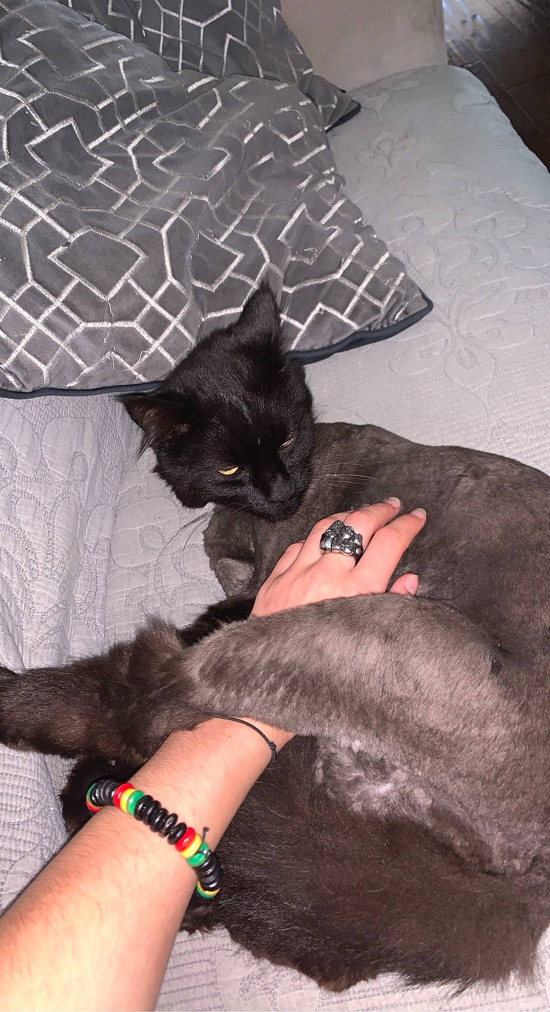 Ninja a rejoint le concours — aidez-le/la à gagner de superbes lots ! black_cat, bombay, carnivore, cat, comfort, couch, domestic_short_haired_cat, felidae, foot, fur, gesture, human_leg, lap, nail, pattern, small_to_medium_sized_cats, tail, thigh, whiskers, wrist