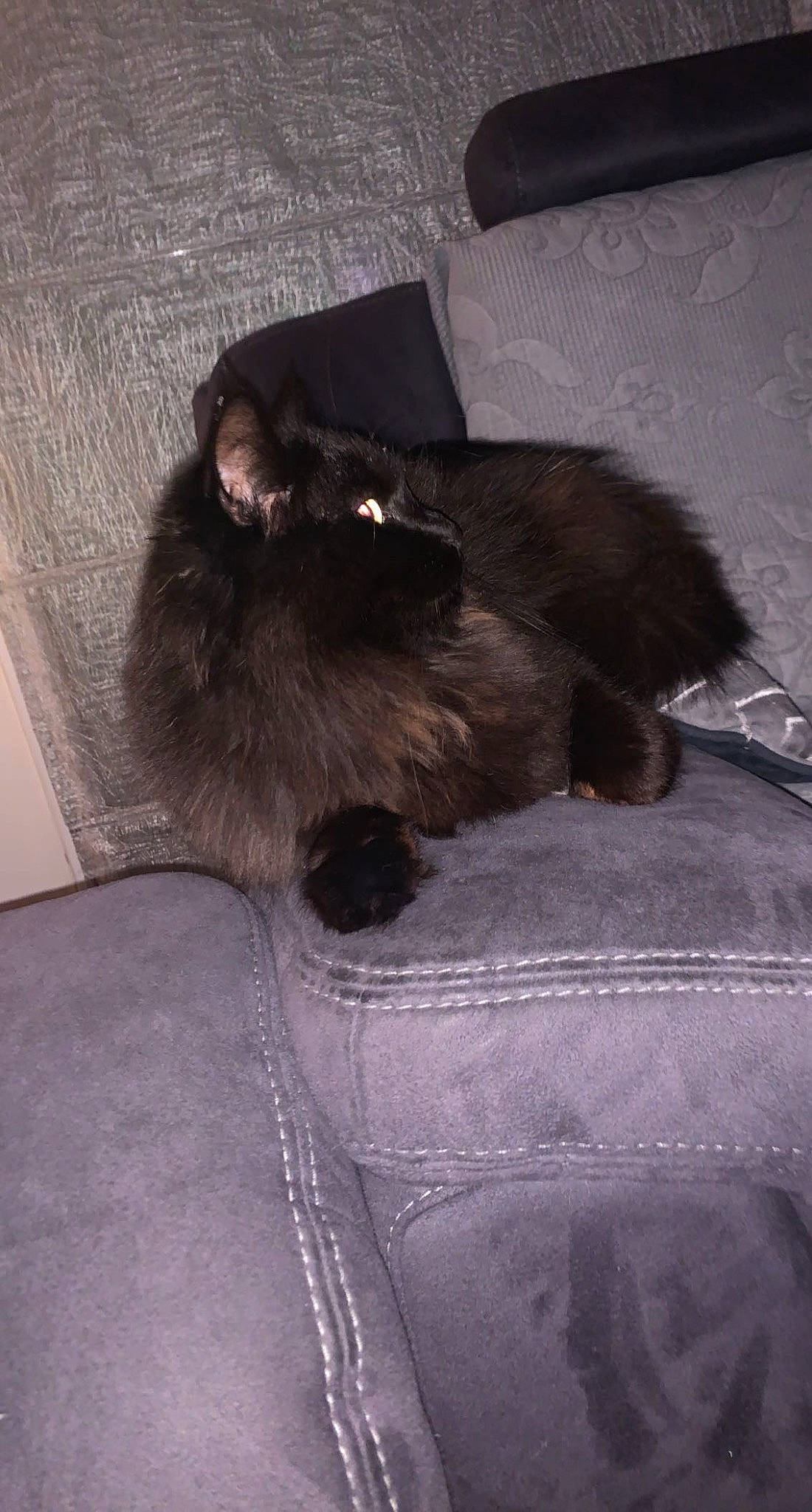 Ninja participe au concours pour gagner de l'argent avec cette photo : black_cat, carnivore, cat, cloud, comfort, companion_dog, dog_breed, domestic_short_haired_cat, felidae, fur, grey, linens, liver, nap, small_to_medium_sized_cats, snout, tail, terrestrial_animal, tints_and_shades, whiskers