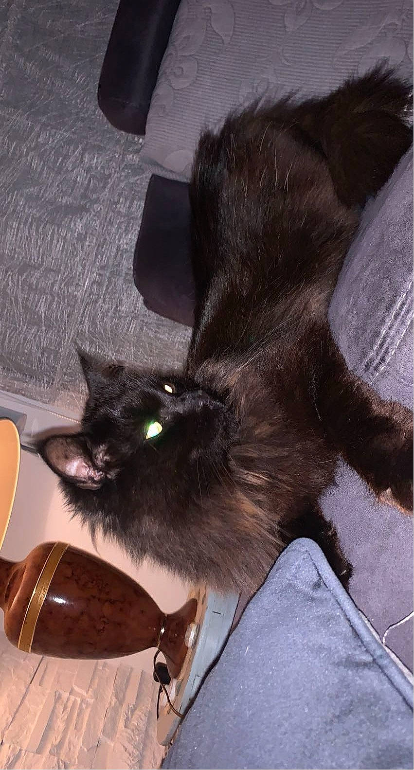 Ninja a rejoint le concours — aidez-le/la à gagner de superbes lots ! bag, black_cat, carnivore, cat, comfort, cutlery, domestic_short_haired_cat, fashion_accessory, fawn, felidae, fur, kitchen_utensil, mammal, plate, small_to_medium_sized_cats, snout, spoon, tableware, tail, whiskers