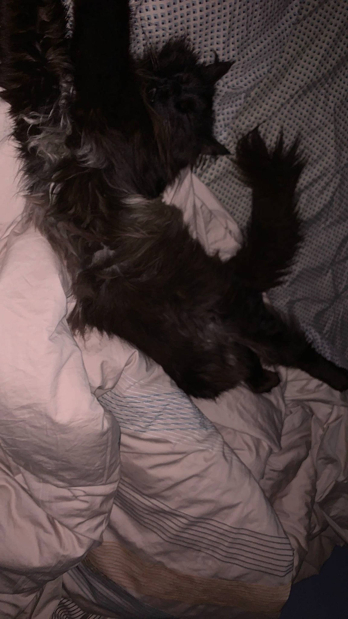 Ninja a rejoint le concours — aidez-le/la à gagner de superbes lots ! bed, black_hair, carnivore, comfort, companion_dog, dog_breed, feather, felidae, gesture, grey, long_hair, mammal, monochrome_photography, small_to_medium_sized_cats, sporting_group, tail, textile, tints_and_shades, whiskers, wing