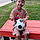 Bryson