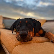 Maya a rejoint le concours — aidez-le/la à gagner de superbes lots ! animal, architecture, building, canine, chair, couch, cushion, dog, furniture, homedecor, hound, indoors, labradorretriever, livingroom, person, pet, puppy, room, sleeping, snout